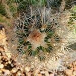 Echinocereus reichenbachii മറ്റ്