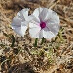 Ipomoea mombassana Flower