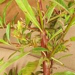 Ludwigia adscendens Blatt