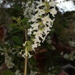 Aloysia gratissima Цветок
