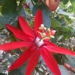 Passiflora vitifolia Flower