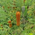 Banksia ericifolia Λουλούδι