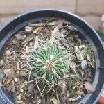 Stenocactus multicostatus Corteza