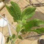 Acalypha alopecuroidea Leaf