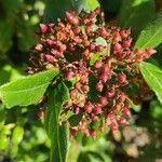 Viburnum rigidum Frukt