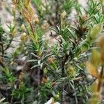 Cistus umbellatus Feuille