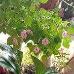 Impatiens walleriana Агульны выгляд