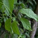 Anemopaegma orbiculatum Leaf