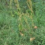 Rumex aquaticusFulla