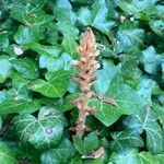 Orobanche hederae Habitat