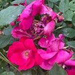 Rosa cinnamomea Bloem