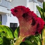 Celosia argenteaŽiedas