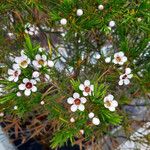 Chamelaucium uncinatum Blomma