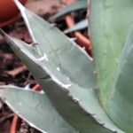 Agave ghiesbreghtii Folio