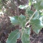 Quercus coccifera برگ