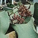 Welwitschia mirabilis Flower
