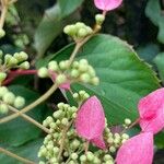 Hydrangea hydrangeoides Hoja