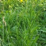 Crepis biennis Leaf