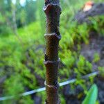 Boehmeria penduliflora Corteccia