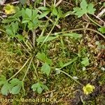 Ranunculus pygmaeus Habitat