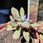 Echeveria nodulosa Ліст