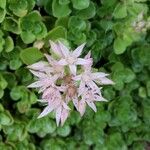 Sedum niveum Цвят