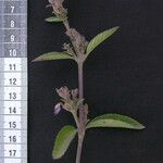 Strobilanthes tomentosa Outro