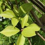 Schisandra chinensis Fuelha