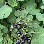 Solanum scabrum Fruit