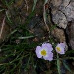 Baldellia ranunculoides Çiçek
