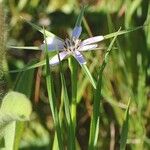 Geropogon hybridus Yaprak