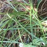 Carex sylvatica Blatt