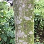 Elaeocarpus angustifolius Bark