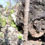 Tetradenia urticifolia Casca