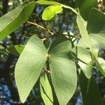 Colophospermum mopane Levél