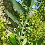 Polygonatum odoratum Ліст