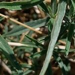 Amaranthus muricatus List