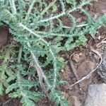 Crupina crupinastrum Leaf