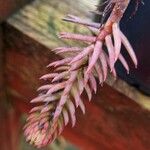 Sedum ochroleucum Leaf