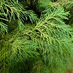 Chamaecyparis lawsoniana Lapas