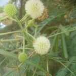 Leucaena leucocephalaFlower