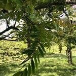 Cassia grandis Blad