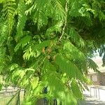 Albizia julibrissinLeht