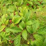 Aronia arbutifolia Feuille