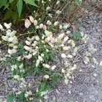 Silene vulgaris Blüte