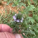 Verbena bracteata Blüte