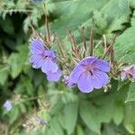 Geranium erianthum Flor