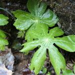 Podophyllum peltatum Buveinė