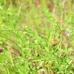 Ambrosia psilostachya Habitat