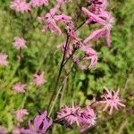 Silene colorataBlüte